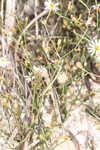 Perennial saltmarsh aster